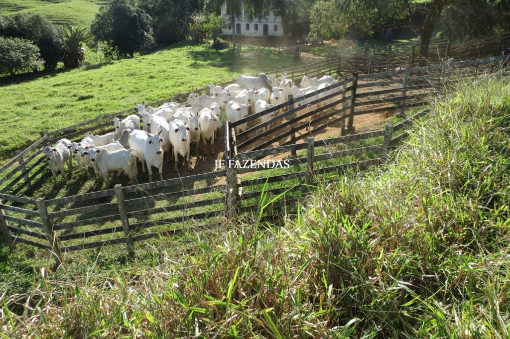 Fazenda Centenária – 255 hectares – Belmiro Braga – MG Fazenda Centenária – 255 hectares – Belmiro Braga – MG