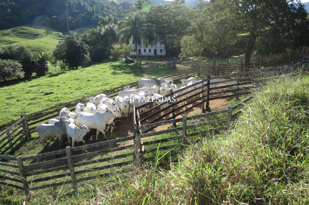 Fazenda Centenária – 255 hectares – Belmiro Braga – MG Fazenda Centenária – 255 hectares – Belmiro Braga – MG