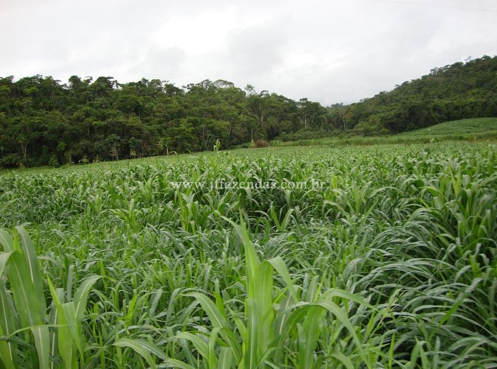 Fazenda produtora de leite – 315,5078 hectares – Guarani – MG Fazenda produtora de leite – 315,5078 hectares – Guarani – MG