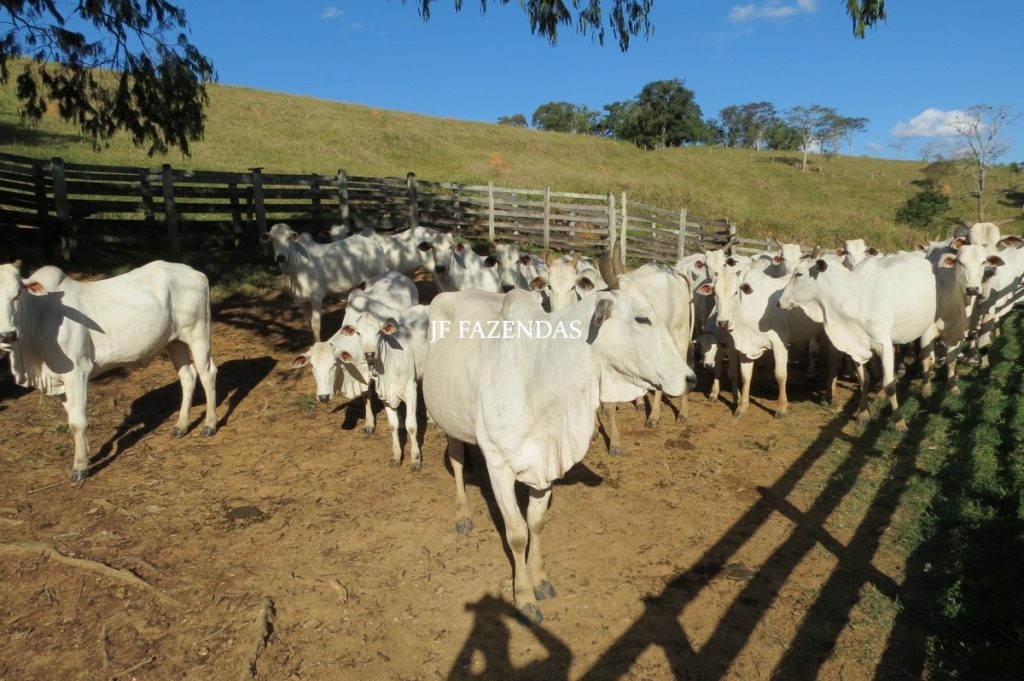 Fazenda Centenária – 255 hectares – Belmiro Braga – MG Fazenda Centenária – 255 hectares – Belmiro Braga – MG