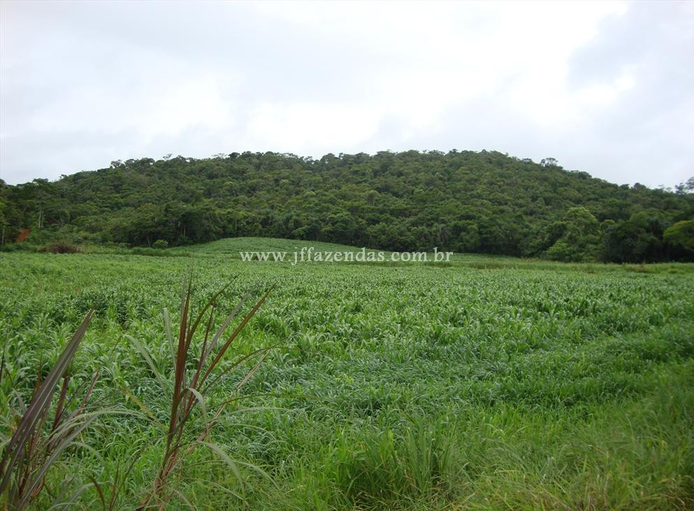Fazenda produtora de leite – 315,5078 hectares – Guarani – MG Fazenda produtora de leite – 315,5078 hectares – Guarani – MG
