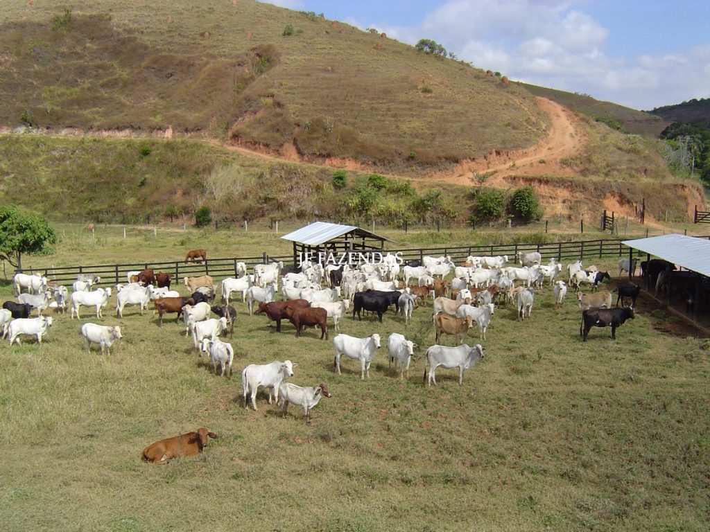 Fazenda em Belmiro Braga – MG – 117 hectares Fazenda em Belmiro Braga – MG – 117 hectares