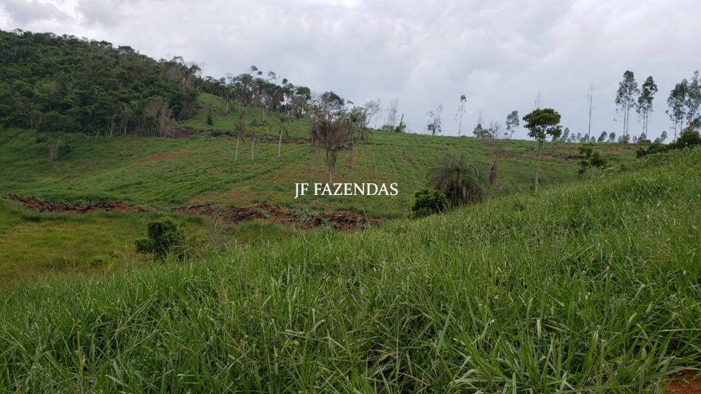 Fazenda em Simão Pereira – MG – 250 hectares Fazenda em Simão Pereira – MG – 250 hectares