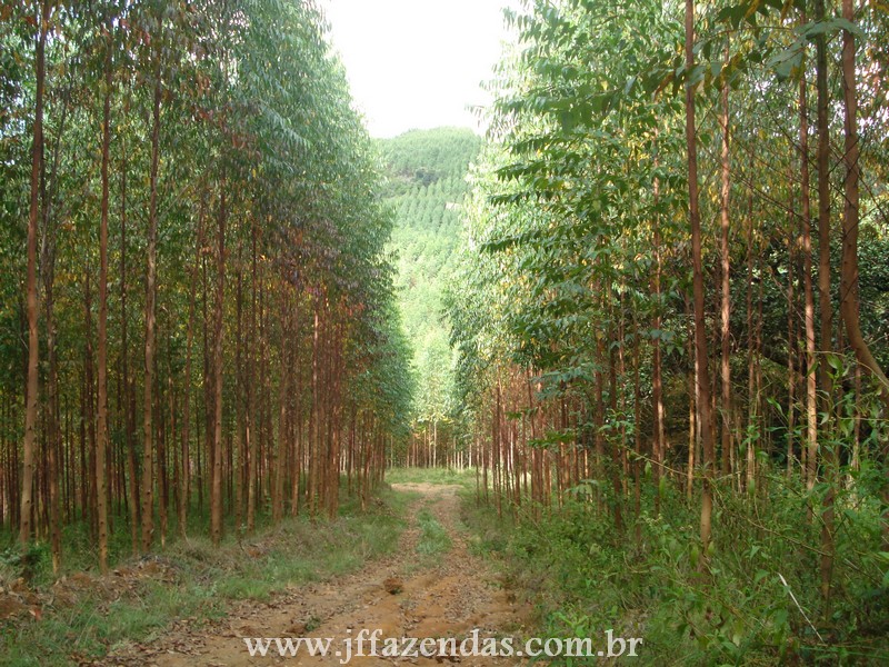 Fazenda de Eucalipto em Belmiro Braga – MG – 120 hectares Fazenda de Eucalipto em Belmiro Braga – MG – 120 hectares