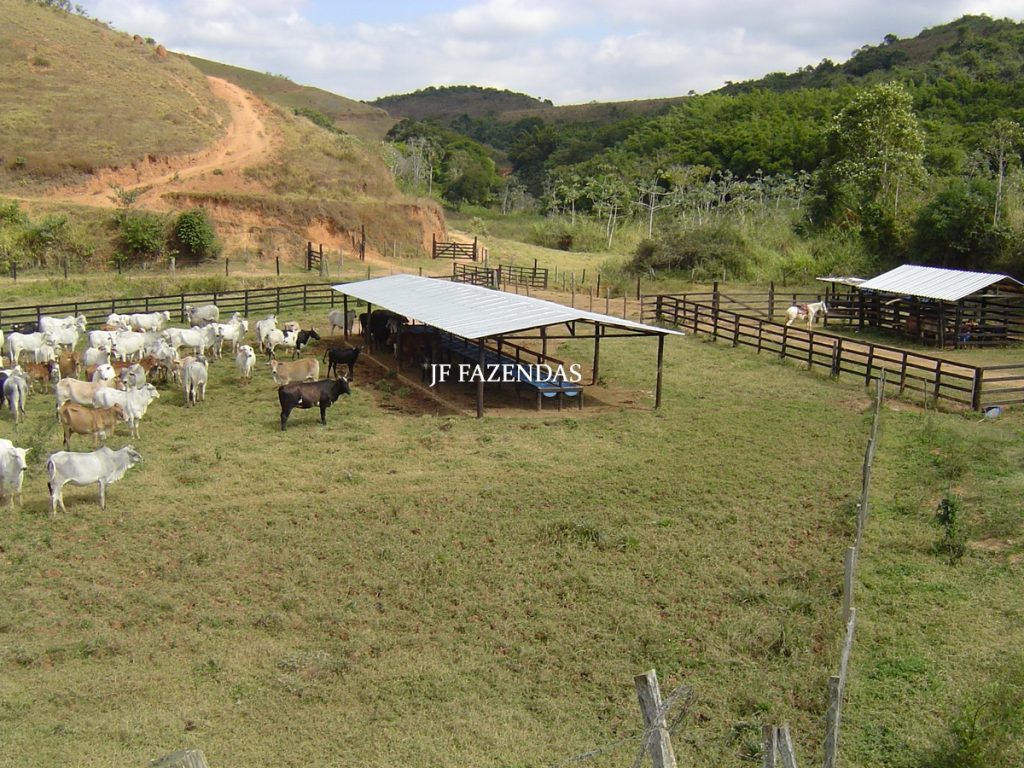 Fazenda em Belmiro Braga – MG – 117 hectares Fazenda em Belmiro Braga – MG – 117 hectares