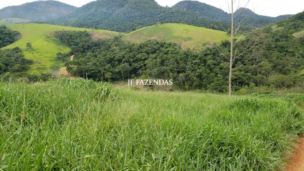 Fazenda em Simão Pereira – MG – 250 hectares Fazenda em Simão Pereira – MG – 250 hectares