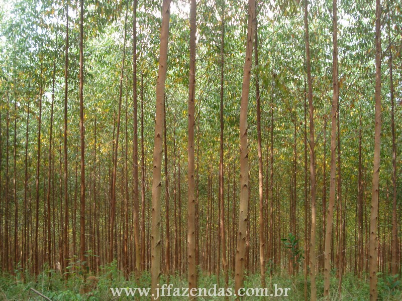 Fazenda de Eucalipto em Belmiro Braga – MG – 120 hectares Fazenda de Eucalipto em Belmiro Braga – MG – 120 hectares