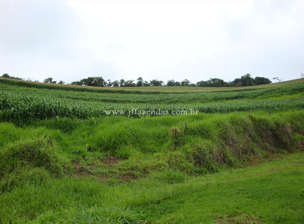 Fazenda produtora de leite – 315,5078 hectares – Guarani – MG Fazenda produtora de leite – 315,5078 hectares – Guarani – MG