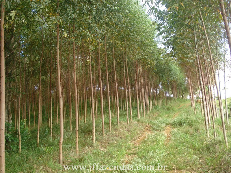 Fazenda de Eucalipto em Belmiro Braga – MG – 120 hectares Fazenda de Eucalipto em Belmiro Braga – MG – 120 hectares