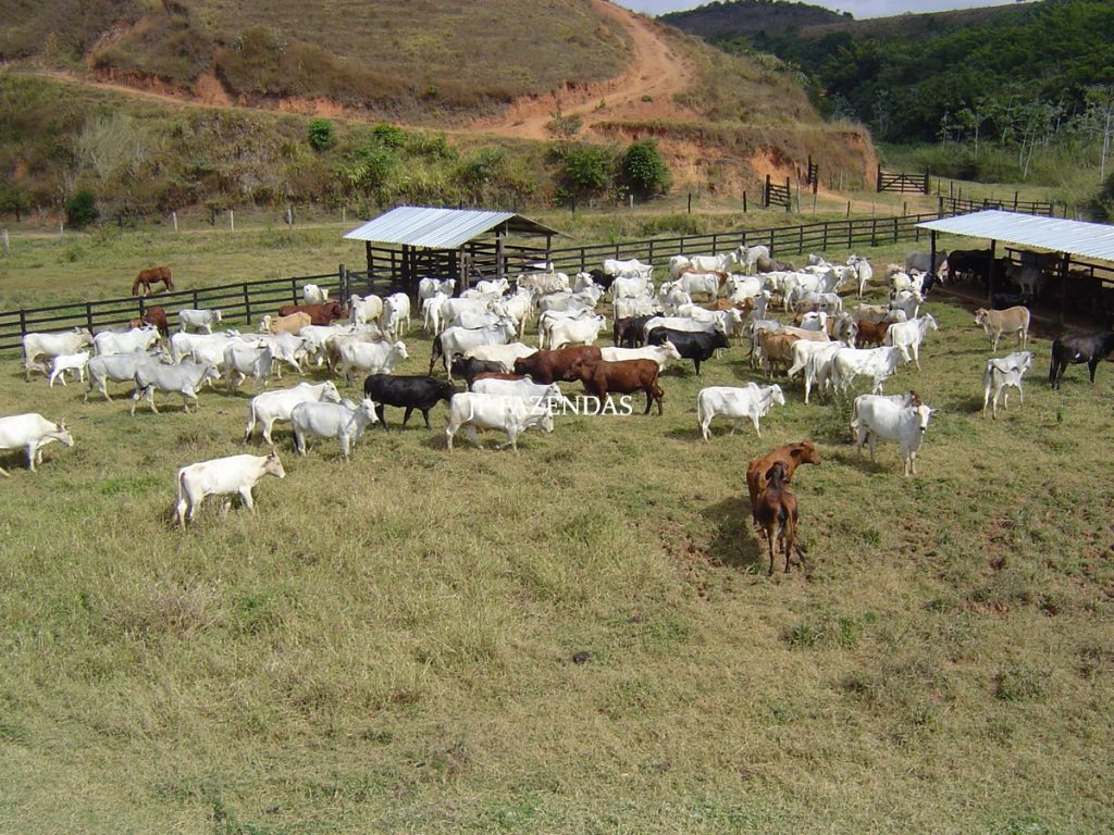 Fazenda em Belmiro Braga – MG – 117 hectares Fazenda em Belmiro Braga – MG – 117 hectares
