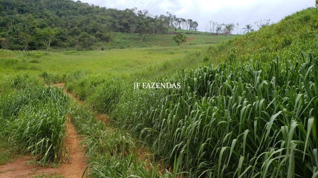 Fazenda em Simão Pereira – MG – 250 hectares Fazenda em Simão Pereira – MG – 250 hectares