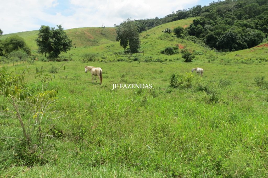 Fazenda em Leopoldina – MG – 1563,32 hectares Fazenda em Leopoldina – MG – 1563,32 hectares