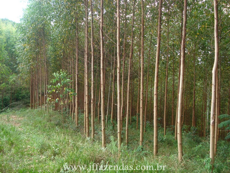 Fazenda de Eucalipto em Belmiro Braga – MG – 120 hectares Fazenda de Eucalipto em Belmiro Braga – MG – 120 hectares