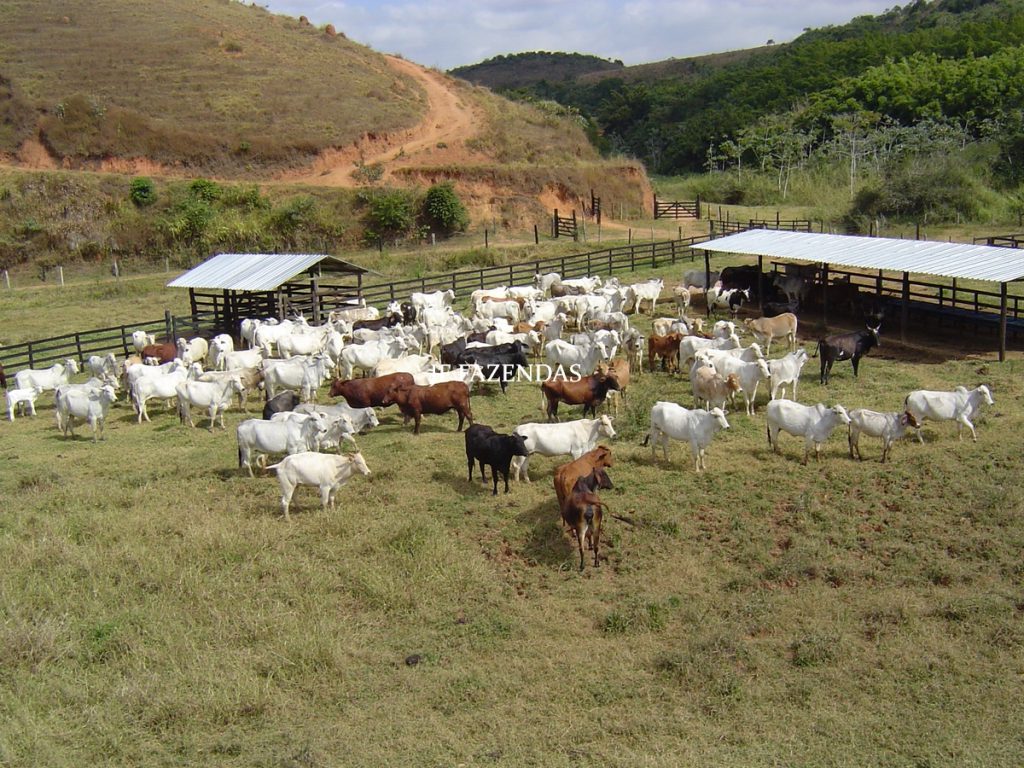 Fazenda em Belmiro Braga – MG – 117 hectares Fazenda em Belmiro Braga – MG – 117 hectares