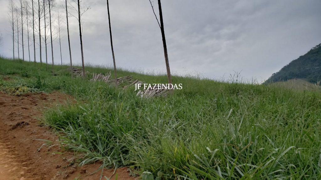 Fazenda em Simão Pereira – MG – 250 hectares Fazenda em Simão Pereira – MG – 250 hectares