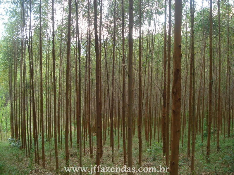Fazenda de Eucalipto em Belmiro Braga – MG – 120 hectares Fazenda de Eucalipto em Belmiro Braga – MG – 120 hectares