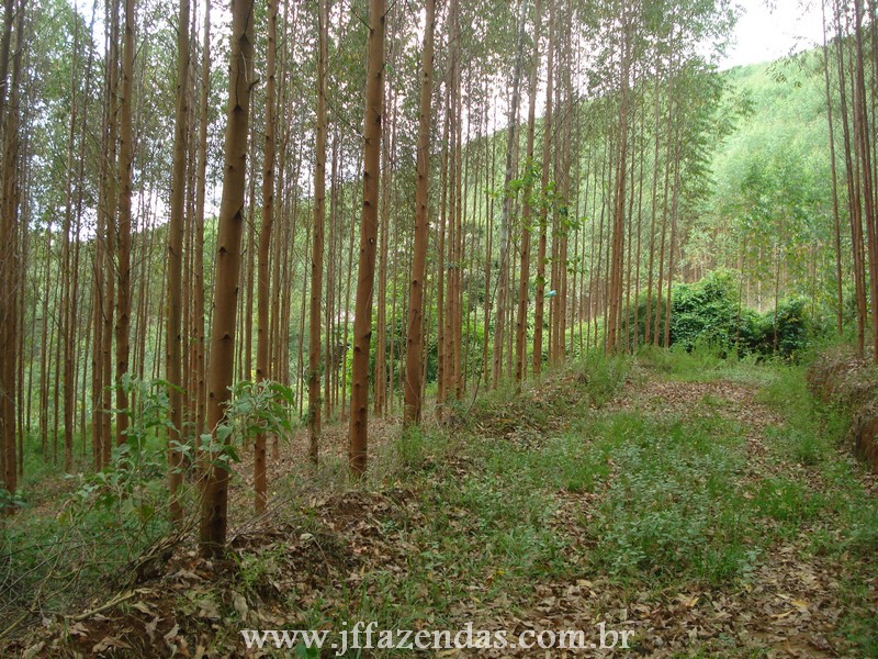 Fazenda de Eucalipto em Belmiro Braga – MG – 120 hectares Fazenda de Eucalipto em Belmiro Braga – MG – 120 hectares