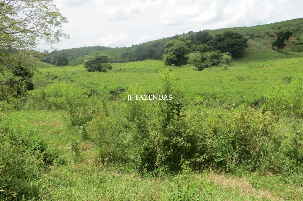 Fazenda em Leopoldina – MG – 1563,32 hectares Fazenda em Leopoldina – MG – 1563,32 hectares