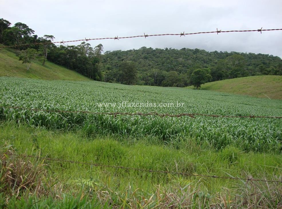 Fazenda produtora de leite – 315,5078 hectares – Guarani – MG Fazenda produtora de leite – 315,5078 hectares – Guarani – MG