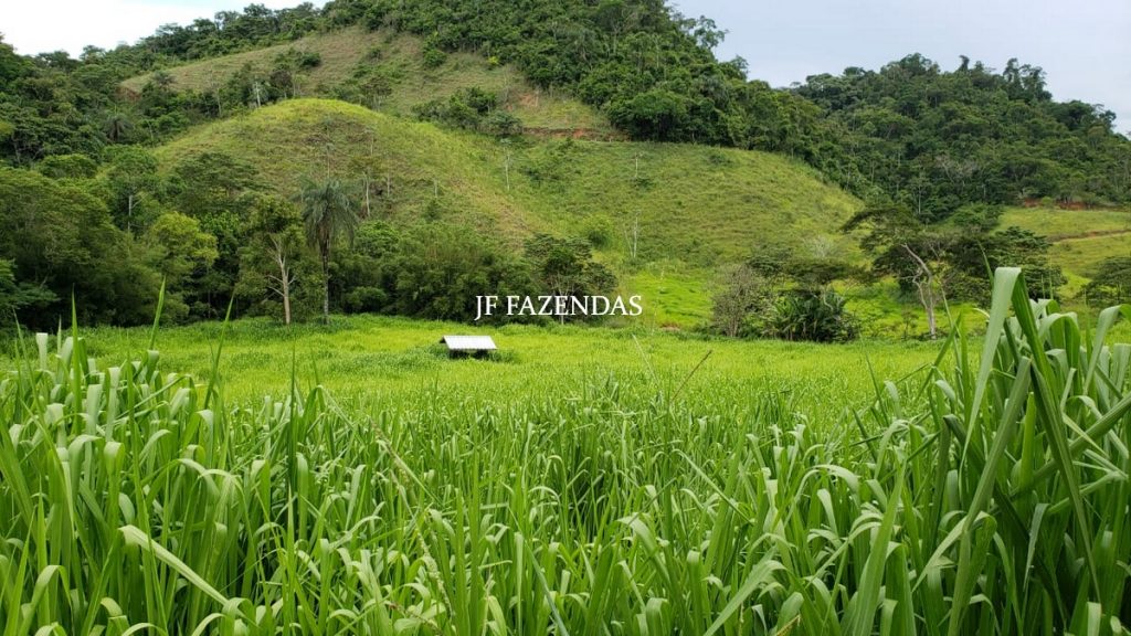 Fazenda em Simão Pereira – MG – 250 hectares Fazenda em Simão Pereira – MG – 250 hectares