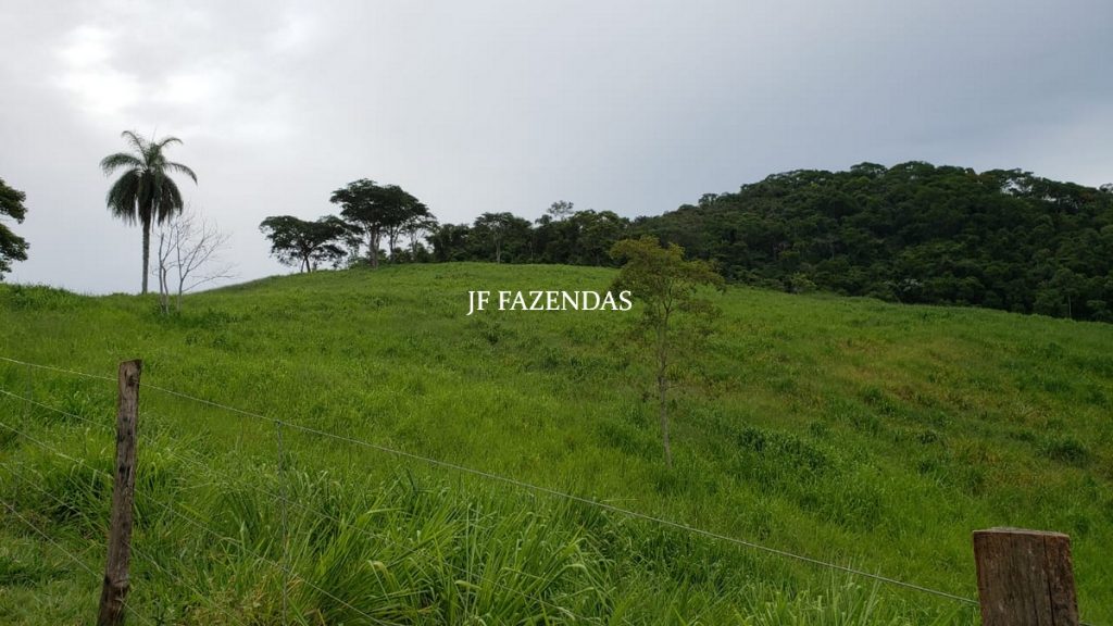 Fazenda em Simão Pereira – MG – 250 hectares Fazenda em Simão Pereira – MG – 250 hectares