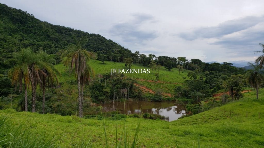 Fazenda em Simão Pereira – MG – 250 hectares Fazenda em Simão Pereira – MG – 250 hectares