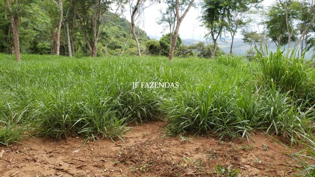 Fazenda em Simão Pereira – MG – 250 hectares Fazenda em Simão Pereira – MG – 250 hectares