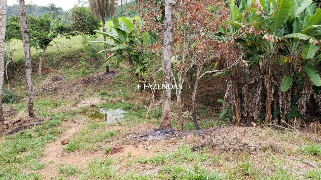 Fazenda em Simão Pereira – MG – 250 hectares Fazenda em Simão Pereira – MG – 250 hectares