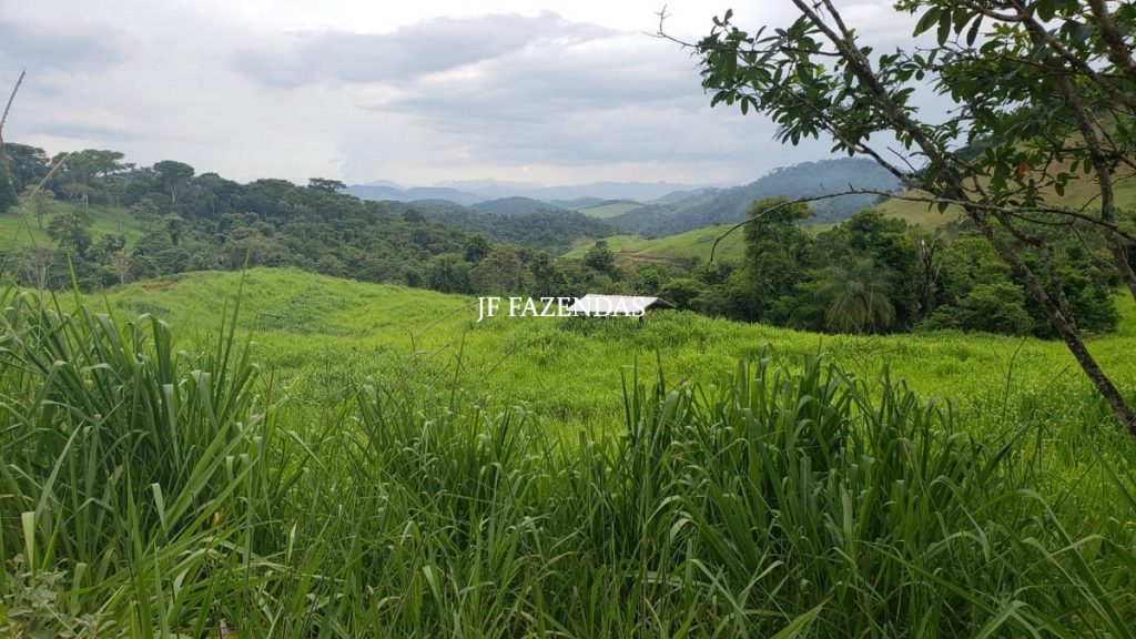 Fazenda em Simão Pereira – MG – 250 hectares Fazenda em Simão Pereira – MG – 250 hectares