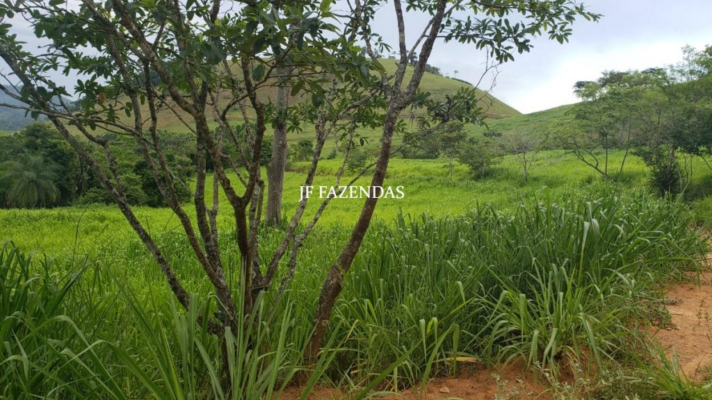 Fazenda em Simão Pereira – MG – 250 hectares Fazenda em Simão Pereira – MG – 250 hectares