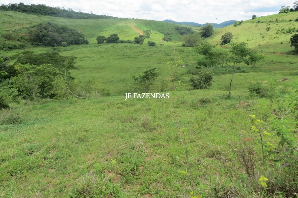 Fazenda em Leopoldina – MG – 1563,32 hectares Fazenda em Leopoldina – MG – 1563,32 hectares