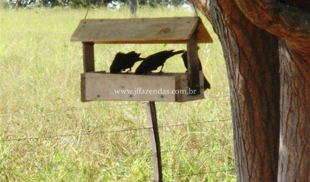 Fazenda em São Gabriel do Oeste – MS – 373 hectares Fazenda em São Gabriel do Oeste – MS – 373 hectares