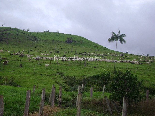 Fazenda em Alto Paraíso- RO – 1600 hectares