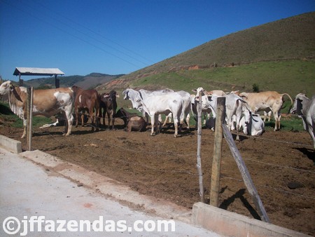 Fazenda em Carangola – MG – 148 hectares Fazenda em Carangola – MG – 148 hectares