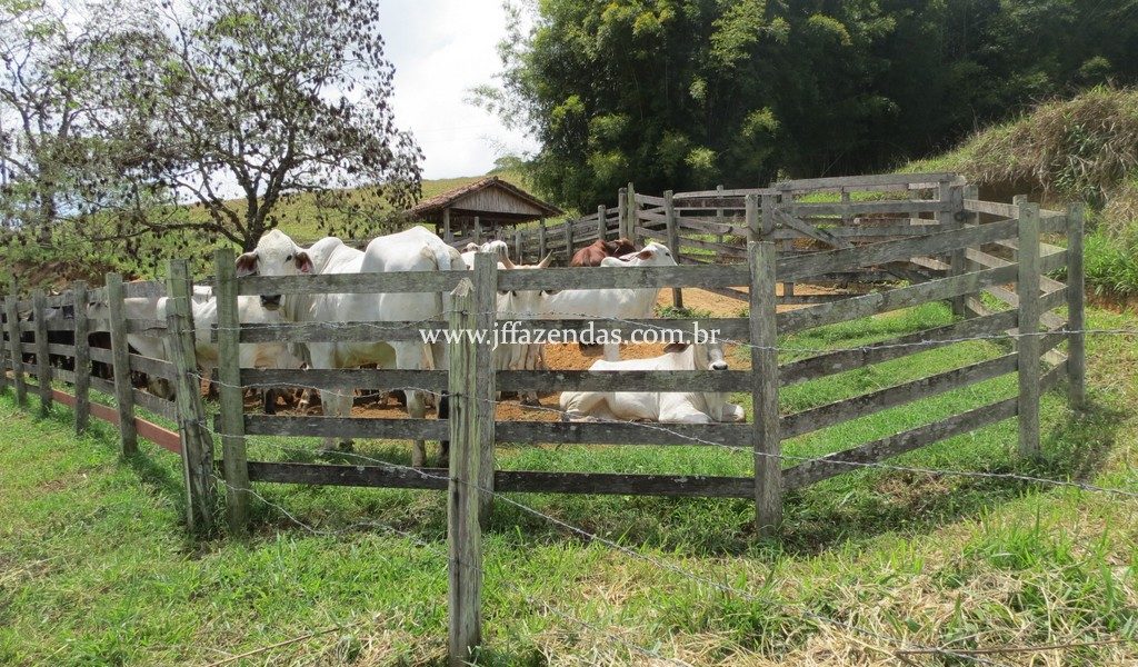 Fazenda Centenária – 255 hectares – Belmiro Braga – MG Fazenda Centenária – 255 hectares – Belmiro Braga – MG