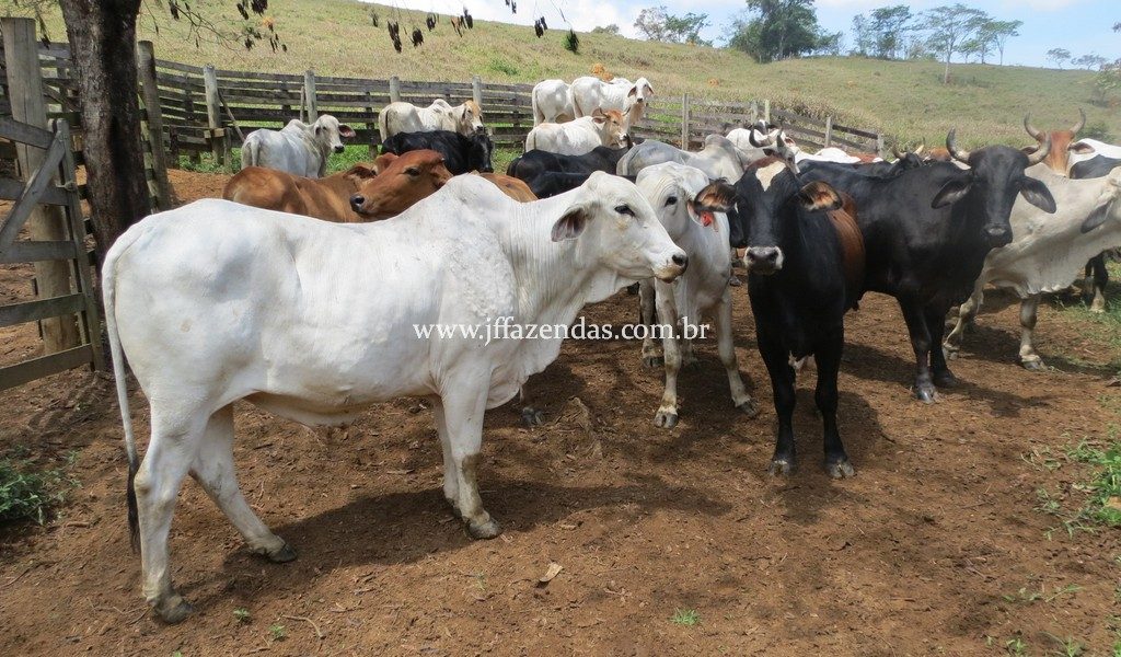Fazenda Centenária – 255 hectares – Belmiro Braga – MG Fazenda Centenária – 255 hectares – Belmiro Braga – MG