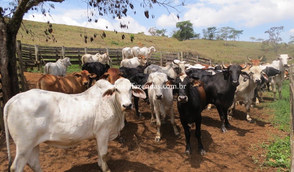 Fazenda Centenária – 255 hectares – Belmiro Braga – MG Fazenda Centenária – 255 hectares – Belmiro Braga – MG
