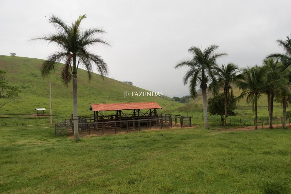 Fazenda em Simão Pereira -MG – 100 hectares Fazenda em Simão Pereira -MG – 100 hectares