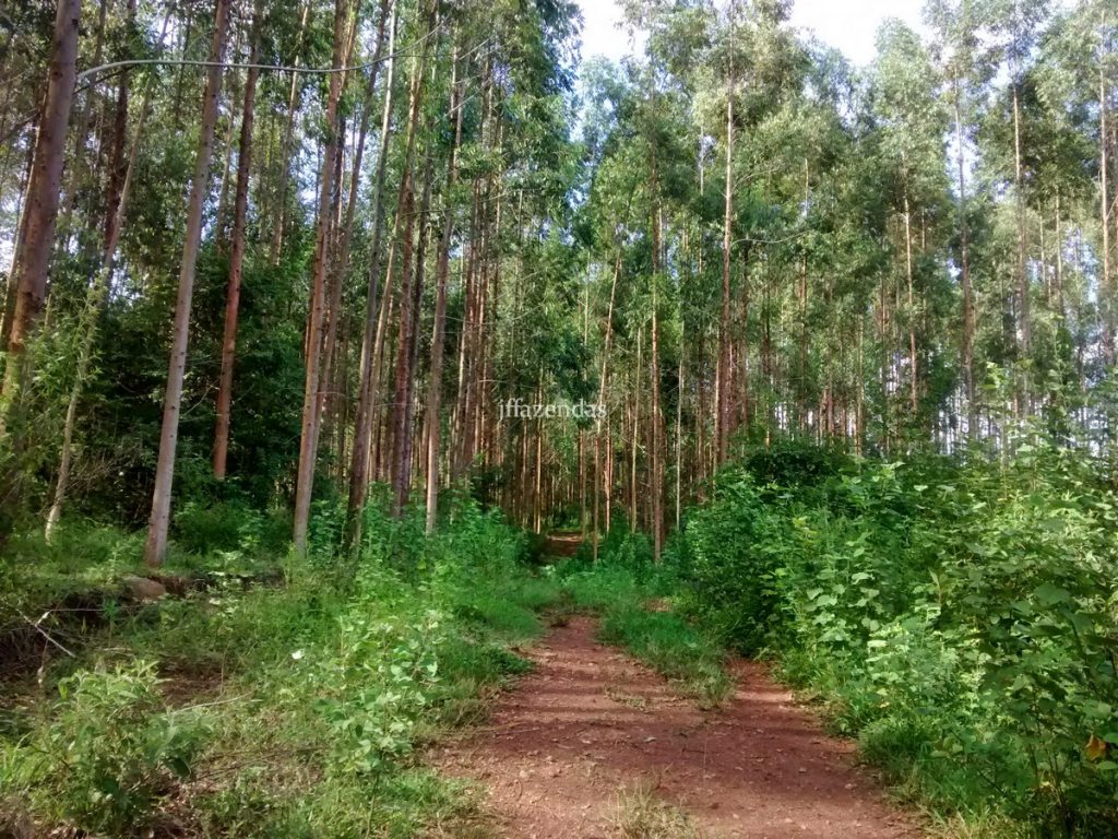 Fazenda em São João Nepomuceno – MG (Rochedo) – 238 hectares Fazenda em São João Nepomuceno – MG (Rochedo) – 238 hectares