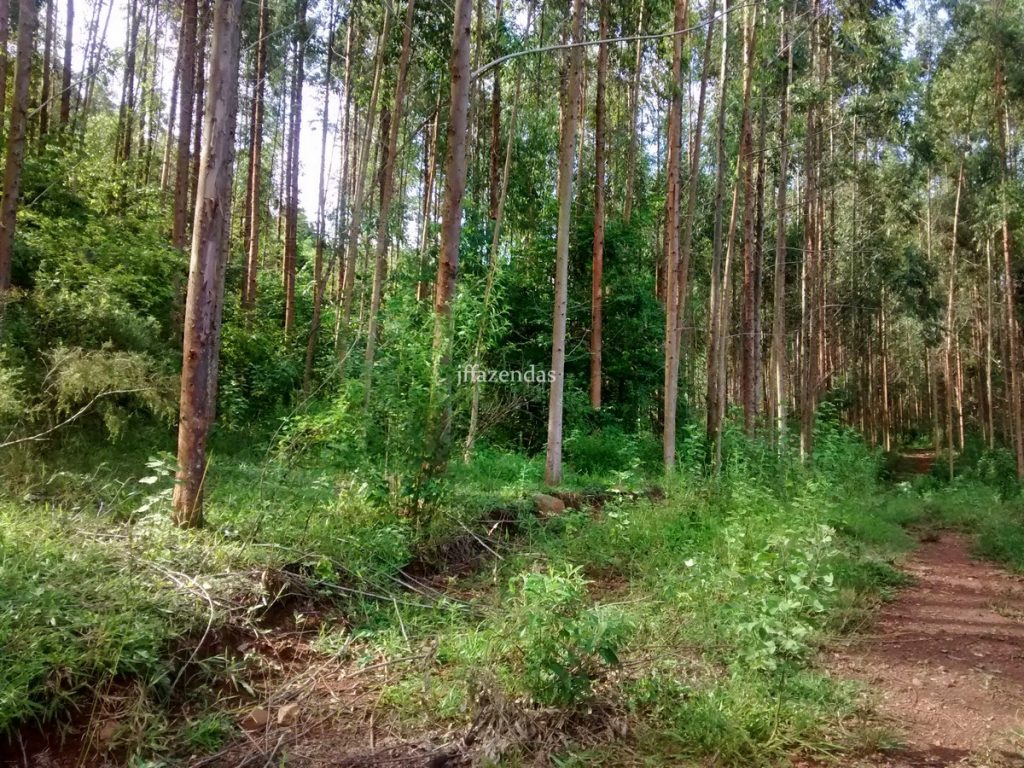Fazenda em São João Nepomuceno – MG (Rochedo) – 238 hectares Fazenda em São João Nepomuceno – MG (Rochedo) – 238 hectares