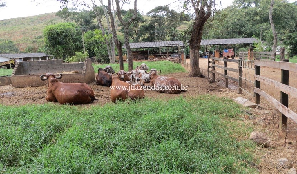 Fazenda produtora de leite – 315,5078 hectares – Guarani – MG Fazenda produtora de leite – 315,5078 hectares – Guarani – MG