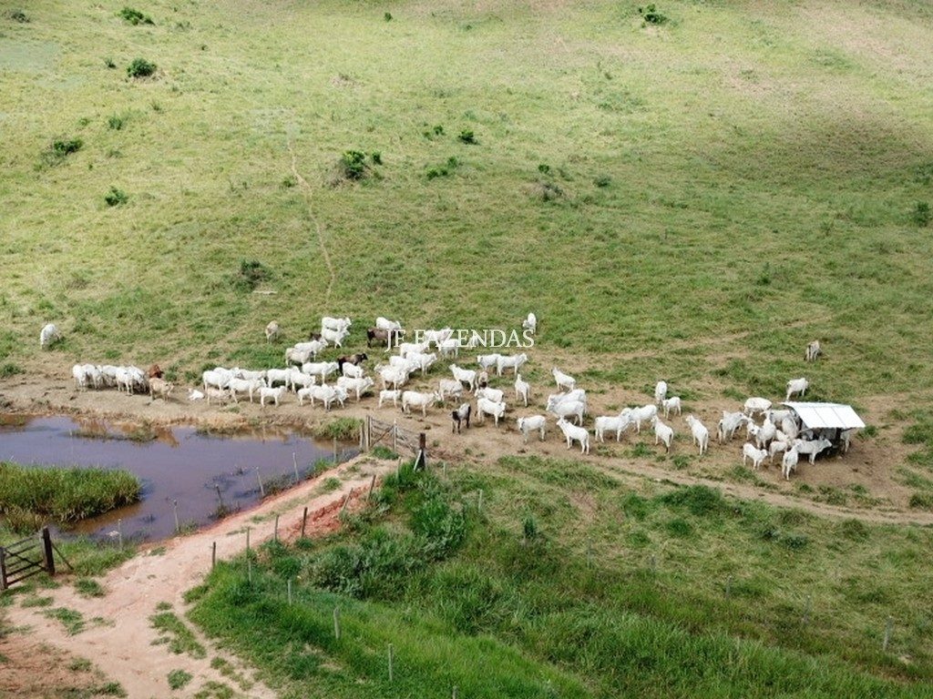 Fazenda em Simão Pereira -MG – 100 hectares Fazenda em Simão Pereira -MG – 100 hectares