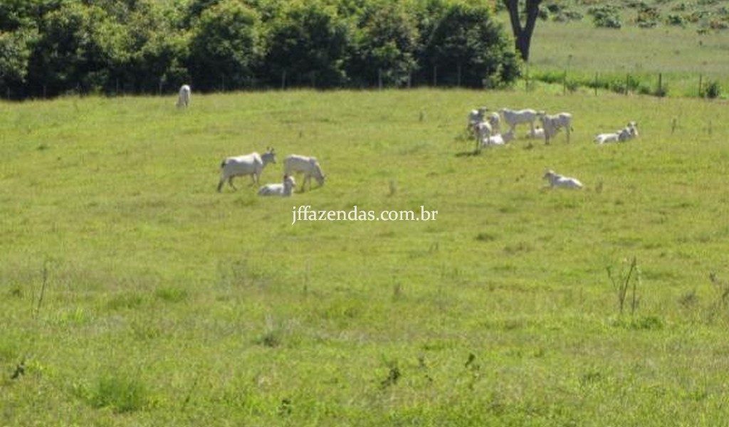 Fazenda de luxo em Avaré/SP – 216 hectares Fazenda de luxo em Avaré/SP – 216 hectares