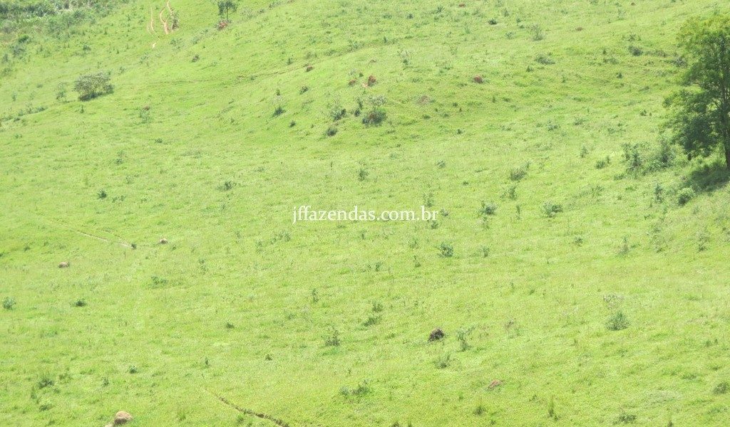 Fazenda em Juiz de Fora – MG – 114 hectares Fazenda em Juiz de Fora – MG – 114 hectares