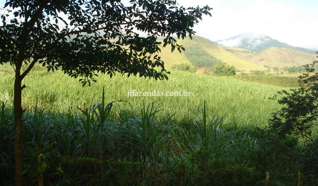Fazenda em Rio Preto – MG – 240 hectares Fazenda em Rio Preto – MG – 240 hectares