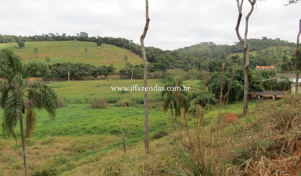 Fazenda produtora de leite – 315,5078 hectares – Guarani – MG Fazenda produtora de leite – 315,5078 hectares – Guarani – MG