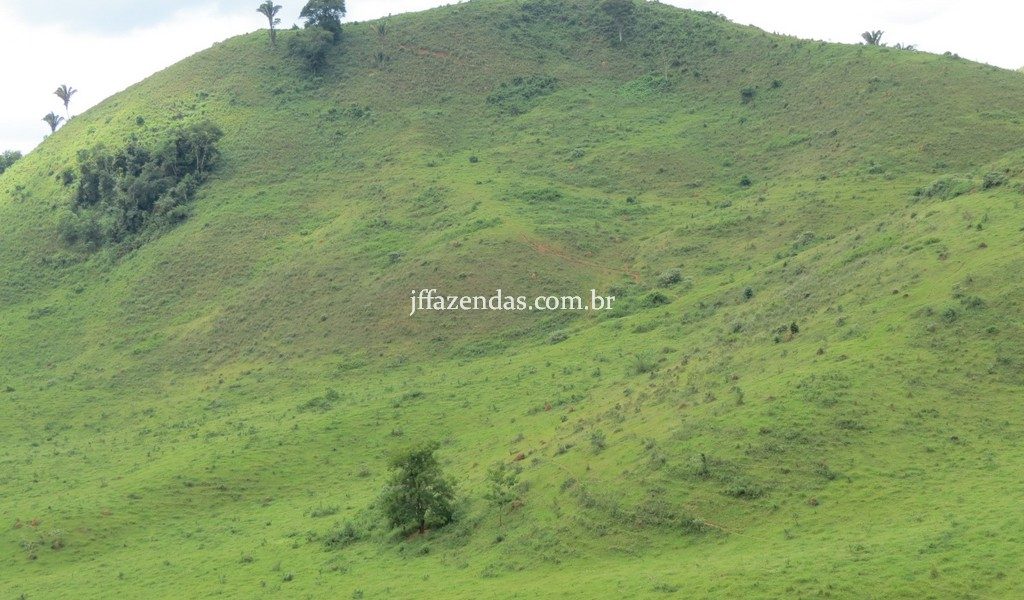 Fazenda em Juiz de Fora – MG – 114 hectares Fazenda em Juiz de Fora – MG – 114 hectares