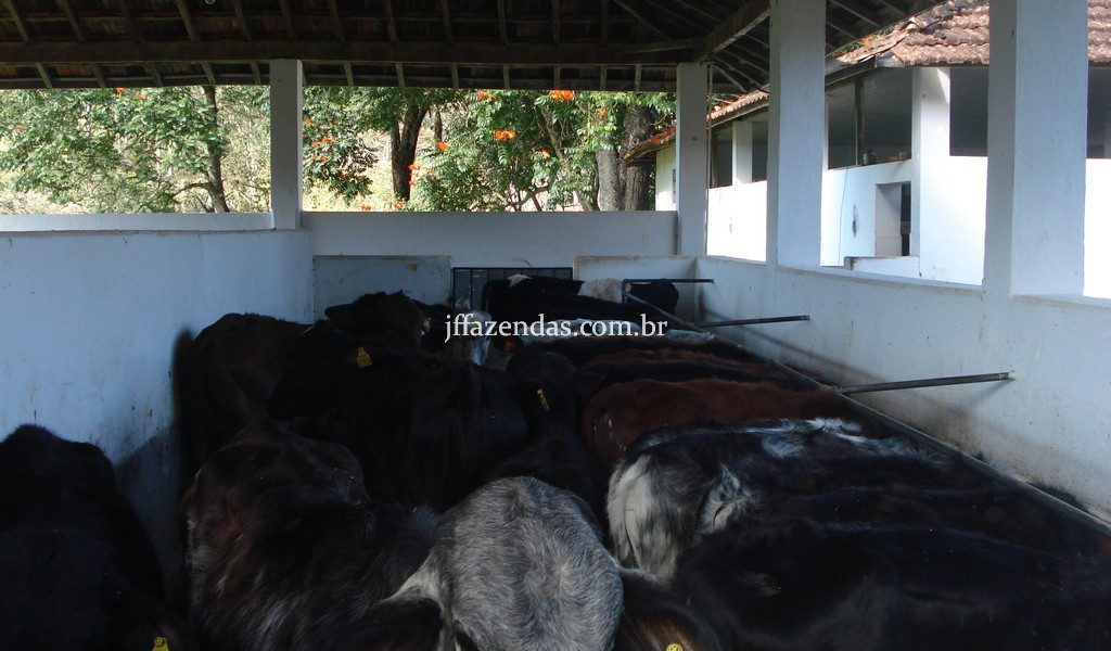 Fazenda em Rio Preto – MG – 240 hectares Fazenda em Rio Preto – MG – 240 hectares