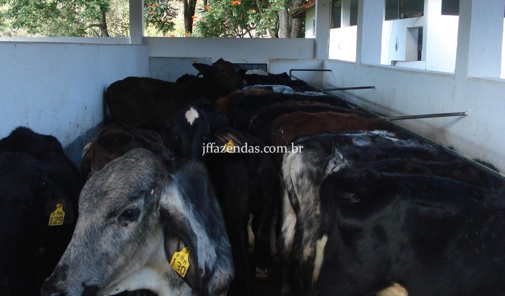 Fazenda em Rio Preto – MG – 240 hectares Fazenda em Rio Preto – MG – 240 hectares