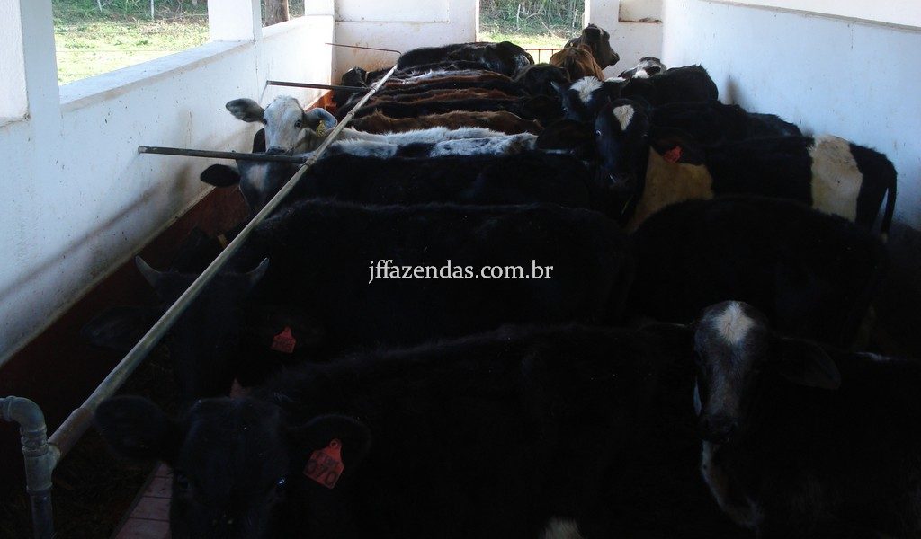 Fazenda em Rio Preto – MG – 240 hectares Fazenda em Rio Preto – MG – 240 hectares